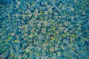 Rainforest canopy takayna 4