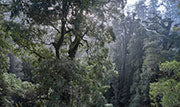 Rainforest canopy takayna 5