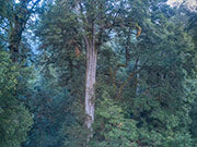 Rainforest canopy takayna 6