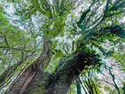 Rainforest canopy takayna 7