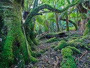 Rainforest, Tyenna