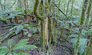 Sassafras, Tyenna