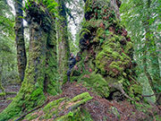 Takayna ancient forest