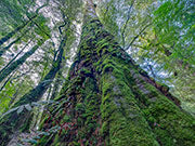 Tall eucalypt, takayna