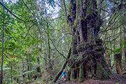 Ancient myrtle, takayna