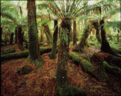 Tree ferns, Blue Tier
