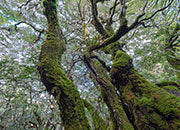 Dwarf myrtle forest