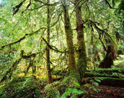 Sassafras, Florentine Valley