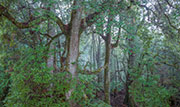 Myrtle forest, McKimmie Ck, takayna 1