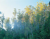 Rapid River, Tarkine