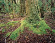 King Billy pine, Southwest NP