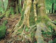 Sassafras, Tarkine