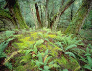 Myrtle forest, Walls of Jerusalem NP