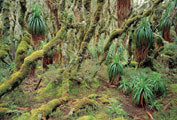 Highland rainforest, Southwest NP