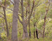 Eucalypt woodland near Scamander