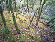 Coastal forest, S-W Tasmania