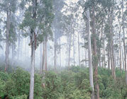 Wielangta bluegum forest