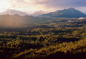Florentine Valley old-growth 2