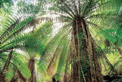 Tree ferns, Styx Valley