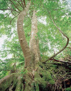 Sassafras, Tombstone Ck, NE Tas