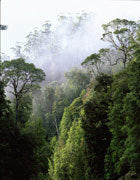 Rapid River rainforest