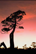 Pencil pine, sunset