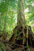 Giant buttress, Tarkine