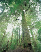Myrtle rainforest 2, Tarkine