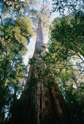 Tall eucalypt, Weld Valley