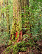 Tall eucalypt, Florentine Valley