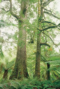 Rainforest, Tarkine