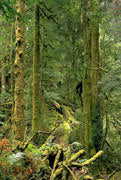 Leatherwood grove, Weld Valley