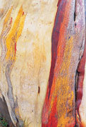 Snowgum detail
