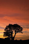 Pencil pine, sunrise