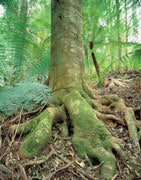 Sassafras, Tombstone Ck, NE Tas 2003