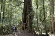 Ancient myrtle, Tarkine wilderness
