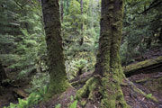 Myrtles, Tarkine wilderness