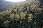 Weld Valley forest, zoned for logging