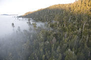 Florentine Valley Rainforest