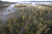 Logging Road into Oldgrowth Forest, Florentine Valley