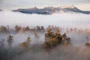 Styx Valley Forest and Mt Anne