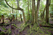Sassafras Grove, Weld Valley