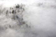 Forest emergents, Styx Valley