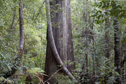 Giant eucalypt and sassafras, Weld Valley
