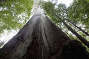 Giant eucalypt, Weld Valley