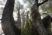Giant myrtle, NE Highlands