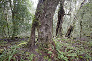Myrtle forest, Vale of Belvoir 2