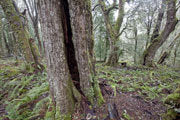 Myrtle forest, Vale of Belvoir
