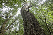 Myrtle rainforest