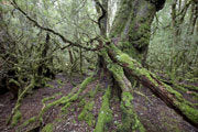Old forest, Vale of Belvoir